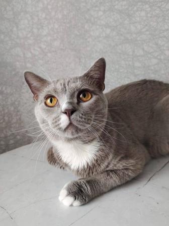 Ищу коту ответственный дом