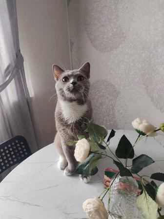 Ищу коту дом
