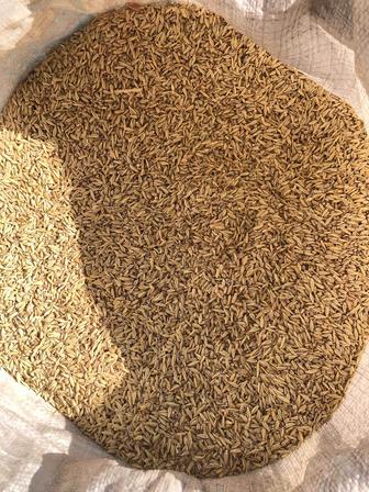 Продаю Фуражный Ячмень (Меркенский район)