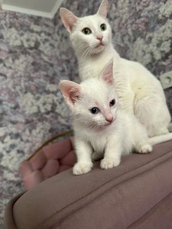 Милые котята ждут своих хозяев