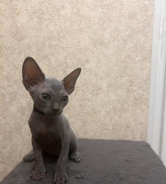 Котенок сфинкс мальчик