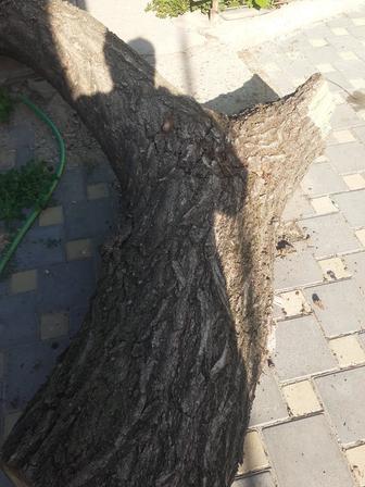 Продам дрова