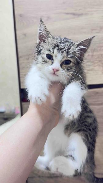 Красивая, ласковая кошечка 2мес