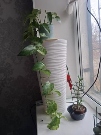 Комнатные цветы
