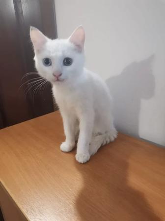 Отдам котенка в хорошие руки.