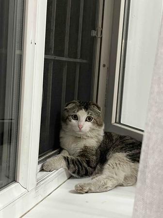 Потерялся кот, вислоухий!