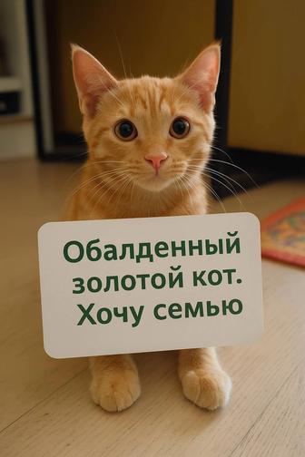 Рыжий крутой котенок 3,5 месяцев