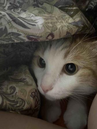 Кот ищет дом!