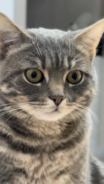 Отдам шотландского прямоухого кота