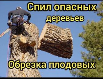 Спилю дерево 🌲