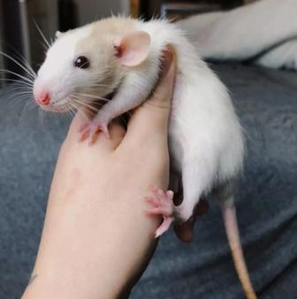 Отдам даром крысу