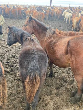 Ет жабағының жарты еті