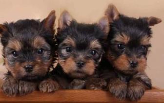 Йоркширский терьер Чистокровные с ДОКУМЕНТАМИ клеймом доставка