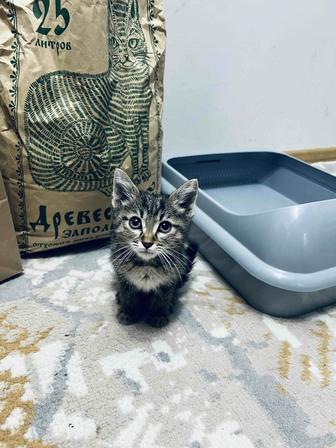 Кошка