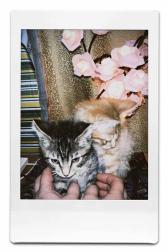 Котята мальчики