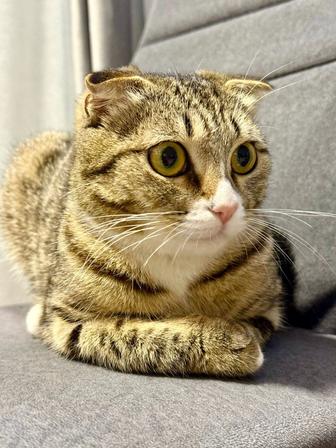 Отдам котенка 10 месяцев