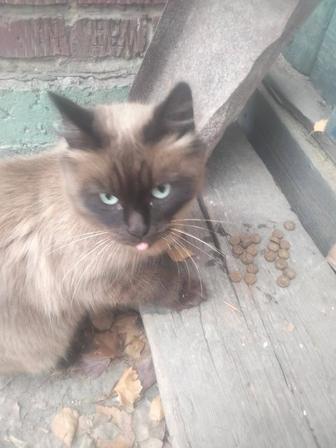 Отдам котенка 1 год