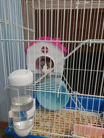 Продаю домашних крыс