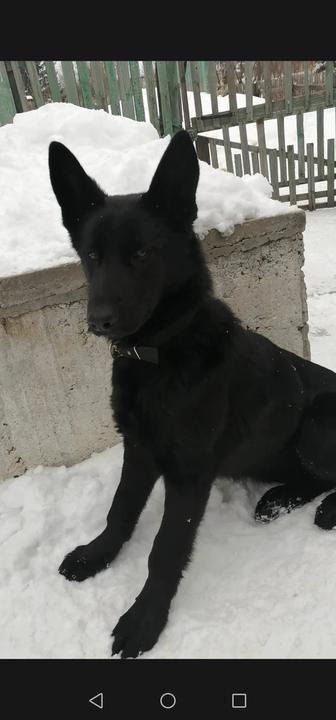 Продаю щенка черной овчарки