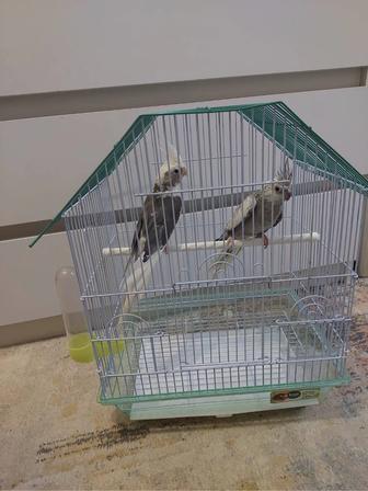 Кореллы пара домашние