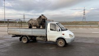 Услуги газель