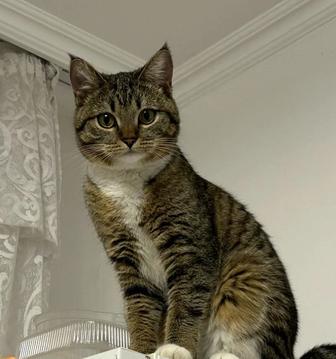 Отдам кошку в хорошие руки стерилизованную