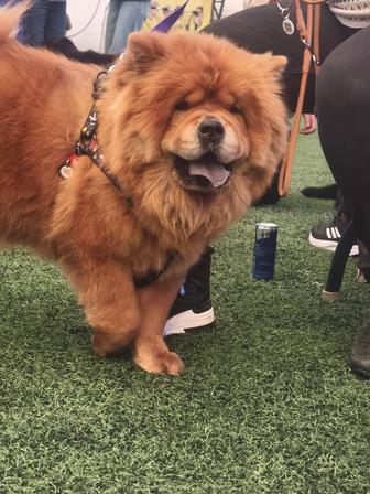 Щенки Чау-чау