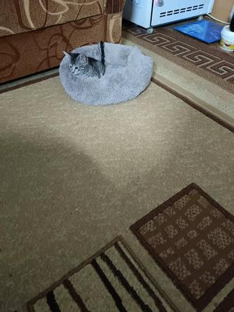 Продам палас