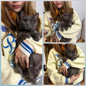 Мальчик британский 4-5 месяцев