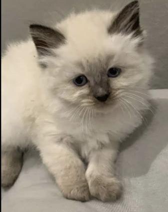 Сиямские котята