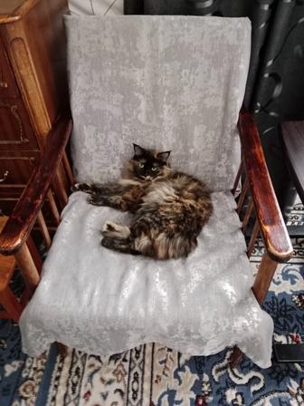 Ищу дом для кошечки