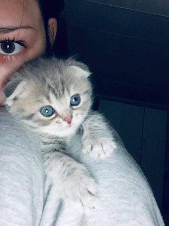 Котята