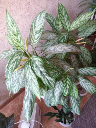 Комнатные растения