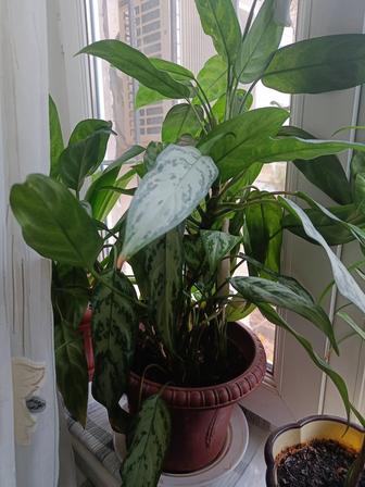 Продам комнатные цветы