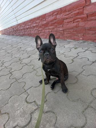Чистопородный щенок Французский бульдог