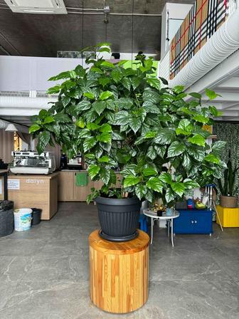 Продаю растение китайская роза