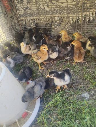 Продам недельных цыплят