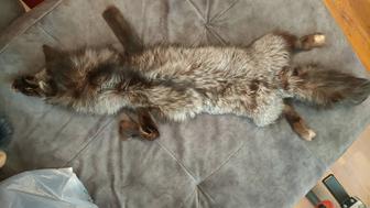 Чернобурая лисица