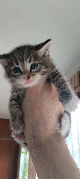 Отдам котят в добрые руки красивые пушистые