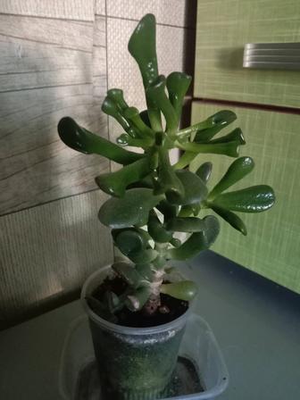 Суккулент