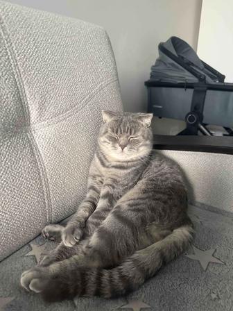 Отдам кота бесплатно