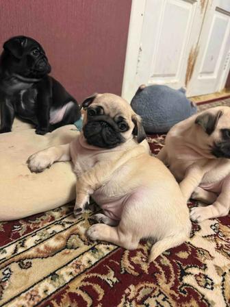 Щеночки мопса