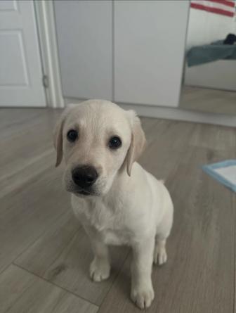 Щенок Лабрадора