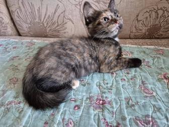 О дам в добрые руки котят