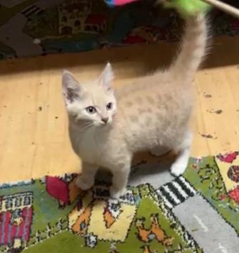 Отдам котика в добрые ответственные руки