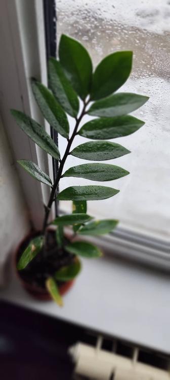 Продам Замиокулькас (Zamioculcas zamiifolia)