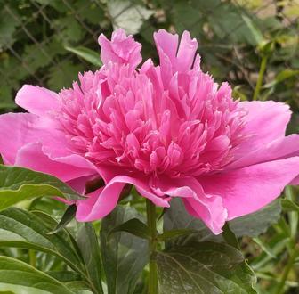 Пион Мадам Баттерфляй