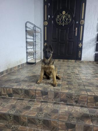 Продам овчарку