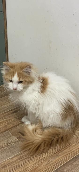 Мальчики мейнкун (3 мес)с родословными