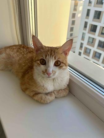 Кошка котенок кошка